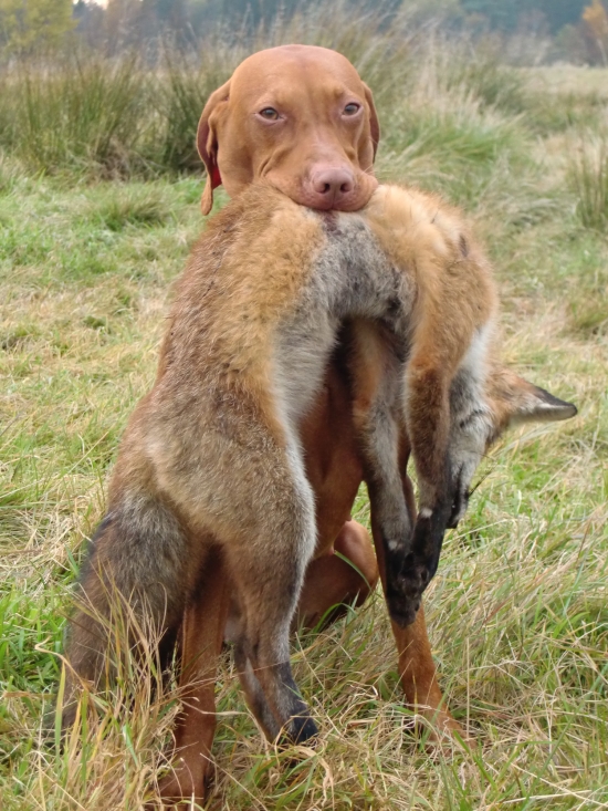 Mila mit Fuchs